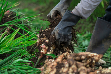 ginger harvest