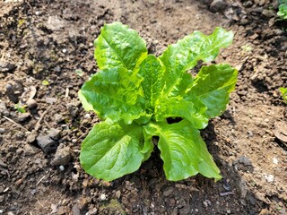 Lettuce, Growing lettuce in a garden, fresh lettuce