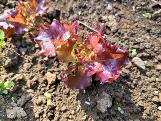 Lettuce, Growing lettuce in a garden, fresh lettuce