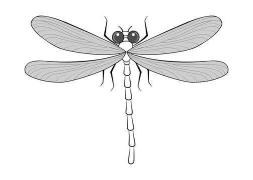 Abstract drawing of a cute dragonfly on a white background. Vector design.