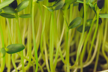 Fototapeta na wymiar Fresh micro greens closeup. Growing sunflower sprouts for healthy salad. Eating right, stay young and modern restaurant cuisine concept.