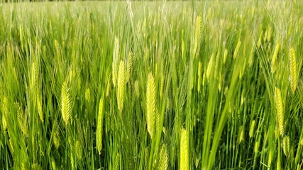 Barley, barley field, green barley field
