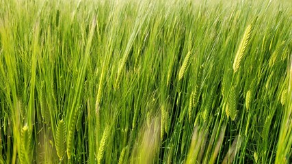 Barley, barley field, green barley field