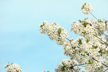 Tree with beautiful white blossom outdoors on spring day