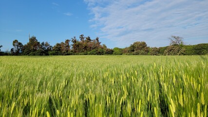 Barley, barley field, green barley field