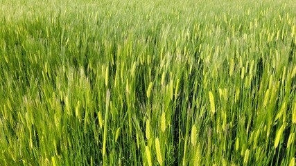 Barley, barley field, green barley field
