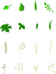 Doodle leaf icon image by vector design.  Grass and forest leaves, color image. Simple pictures.
