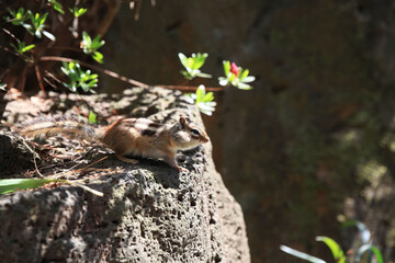 squirrel in the park