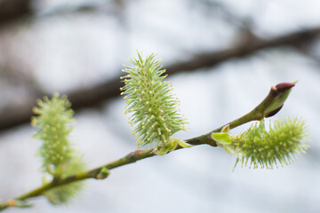 Willow branch with buds blooming in spring close-up. 