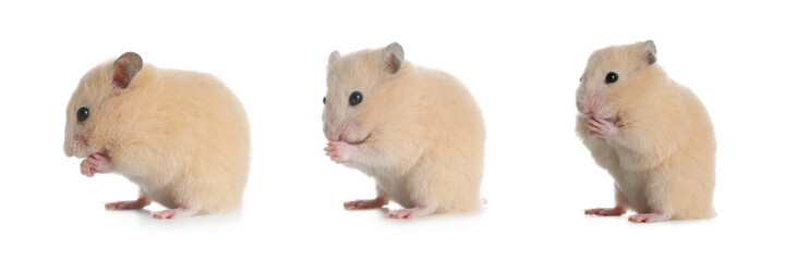 Set with cute funny hamsters on white background. Banner design