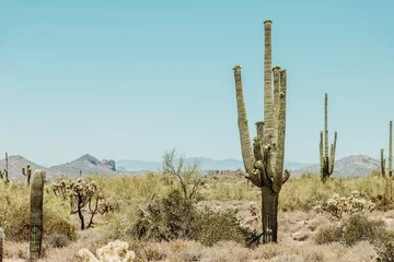Wandcirkels aluminium Saguaro cactus (Carnegiea gigantea) in the Sonoran Desert in Arizona USA © Matt
