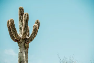 Wandcirkels aluminium Saguaro cactus (Carnegiea gigantea) in the Sonoran Desert in Arizona USA © Matt