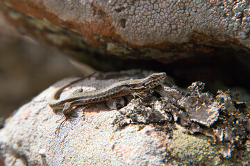 Close-up of a european common lizard on sandstone rock