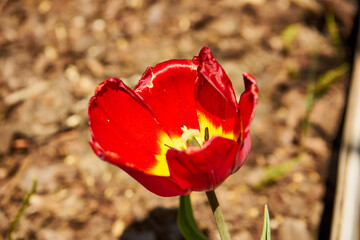 tulipan