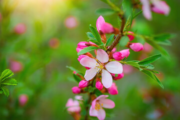 Obraz na płótnie Canvas Flowering pink almonds