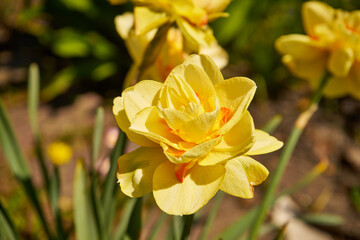 Obraz premium narcissus jonqauilla, żonkila , narcyz 