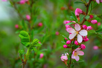 Flowering pink almonds