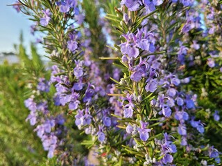 Rosemary, Rosemary flowers, Rosemary Hub