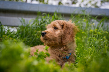 golden doodle dog in the grass