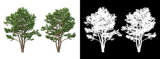 A variety of trees

