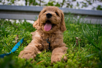 happy fluffy puppy in grass