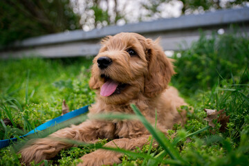 golden doodle puppy resting in the grass - obrazy, fototapety, plakaty