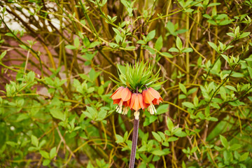 lilie  © Marcin Łazarczyk