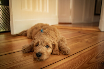 golden doodle puppy lying on the floor