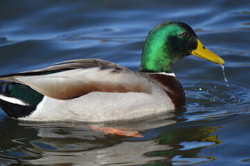 duck on the lake