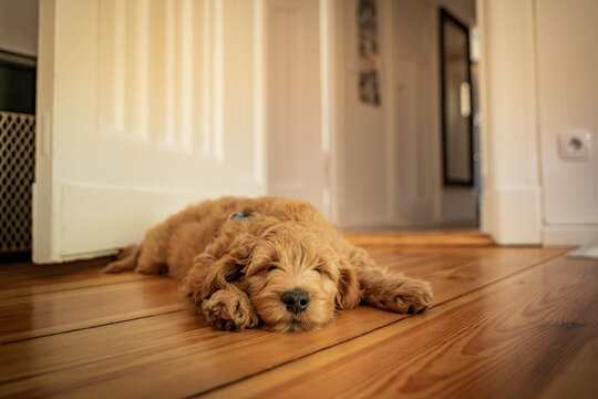 golden doodle puppy sleeping on the floor