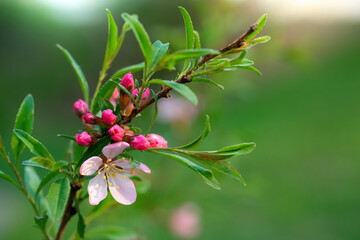 Flowering pink almonds