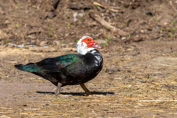 The Muscovy duck (Cairina moschata) is a large duck native to Mexico and Central and South America.
