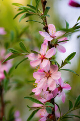 Flowering pink almonds