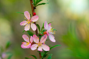 Flowering pink almonds