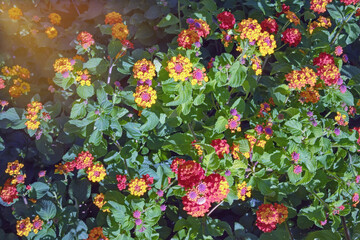 Colorful flowers of Lantana ( Lantana camara ) in garden on sunny day