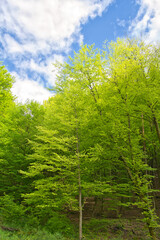 Fototapeta na wymiar The Palatinate Forest in spring. Palatinate Forest-North Vosges Biosphere Reserve, Germany