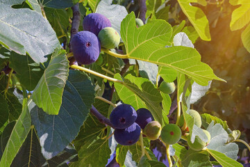 Fig tree branches (Ficus carica) with fruits at different stages of ripening