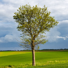 Fototapeta na wymiar Green grass with solitary tree