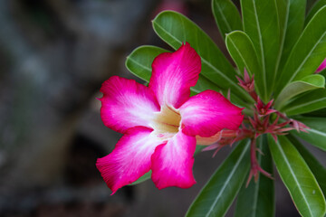 Close up shocking pink blooming flower,  Desert rose, Mock Azalea, Pinkbignonia, Impala lily
