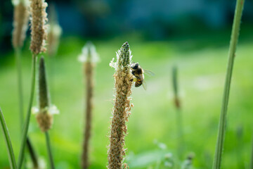 honey bee on a grass