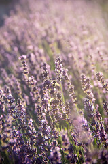 lavender flower in the sun
