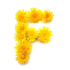 The letter F of yellow dandelions