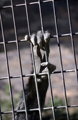 monkey grabbing cage bars