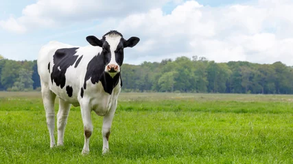 Fototapeten Kuh young black and white cow heifer in a meadow looking in the camera  © dropStock