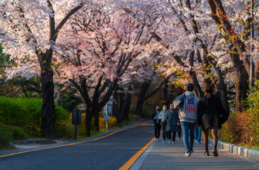 Tourists walking See cherry blossoms at Mount Namsan in the city. April 12, 2020: Seoul, South Korea