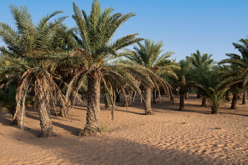 Fototapeta na wymiar Dattelpalen in einer Wüstenlandschaft