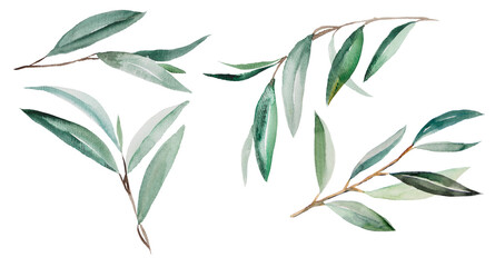 Watercolor Olive Branches Illustration