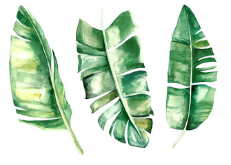 Watercolor banana tropical leaves illustration