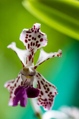 orchids in a garden, close-up