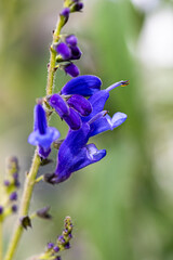 flower in a garden, close-up